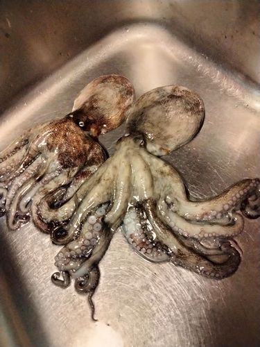 タコの釣果