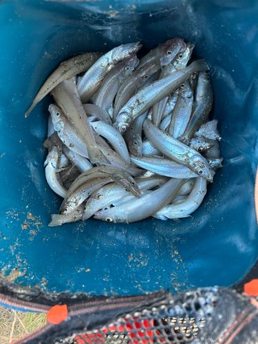 キスの釣果