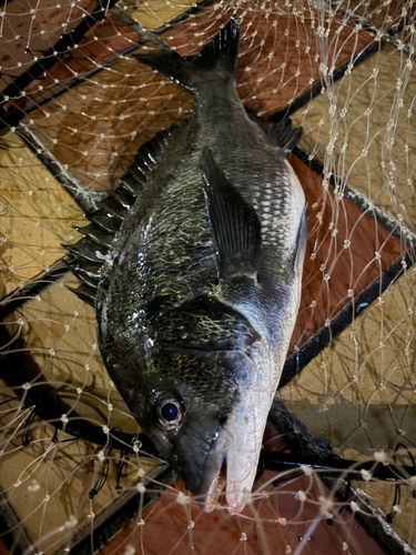 クロダイの釣果
