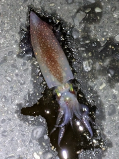 ケンサキイカの釣果