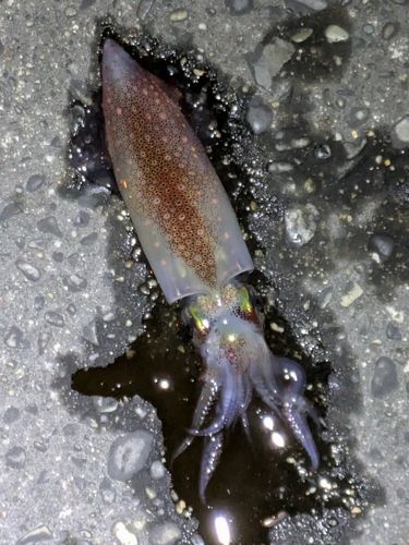 ケンサキイカの釣果