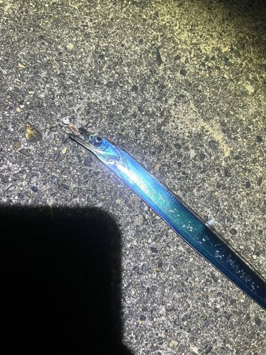 タチウオの釣果