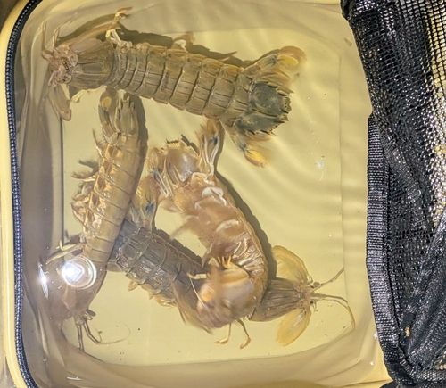シャコの釣果