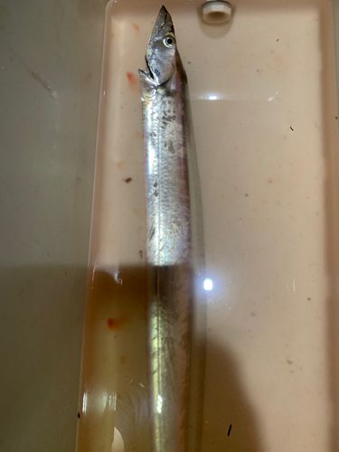タチウオの釣果