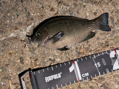 グレの釣果