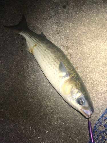 ボラの釣果