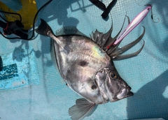 カガミダイの釣果