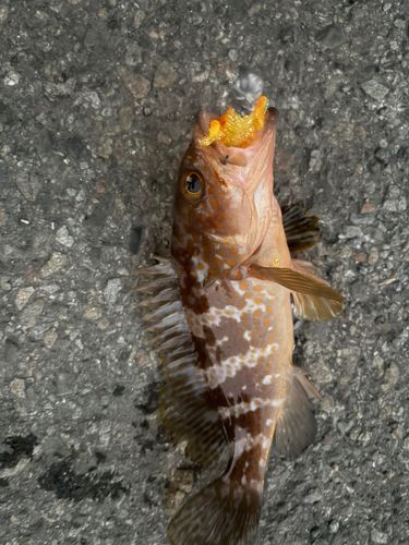 アコウの釣果