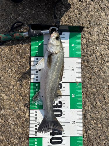 フッコ（マルスズキ）の釣果