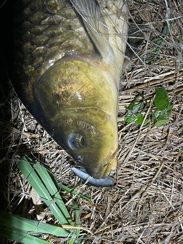 コイの釣果