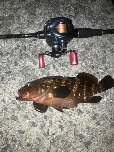 アコウの釣果