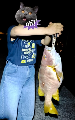 フエダイの釣果
