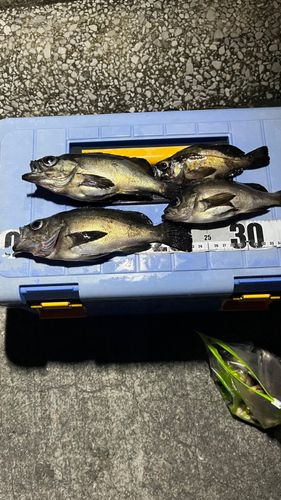 メバルの釣果
