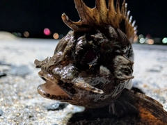 ハオコゼの釣果