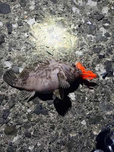 クロソイの釣果