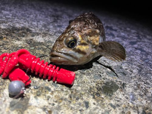 クロソイの釣果
