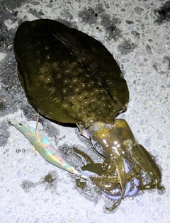 アオリイカの釣果