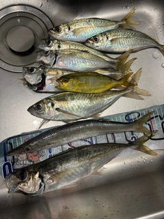 アジの釣果