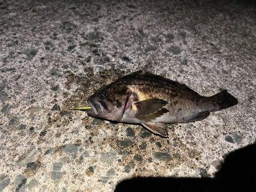クロソイの釣果