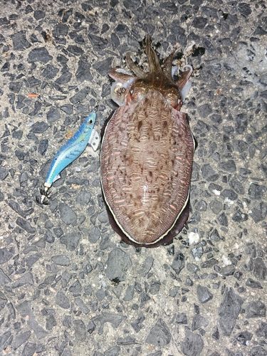 コウイカの釣果