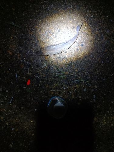 ニゴイの釣果