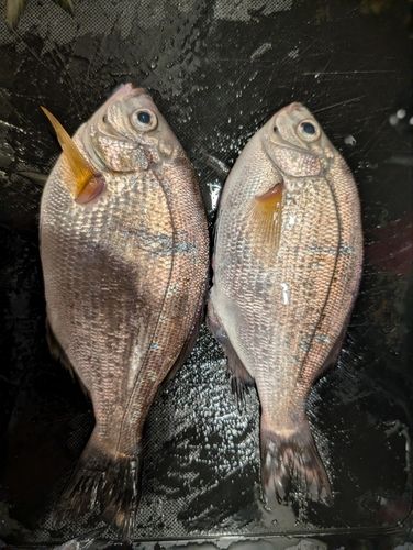 ウミタナゴの釣果