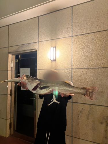 釣果