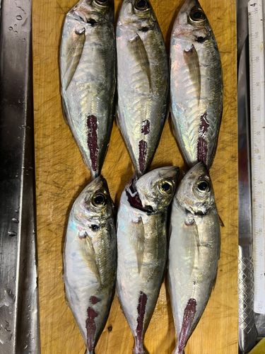 アジの釣果