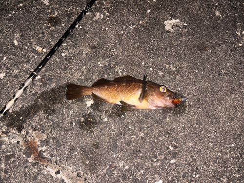 エゾメバルの釣果