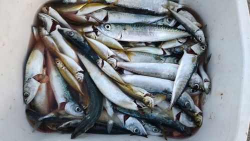サバの釣果