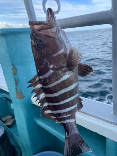 マハタの釣果
