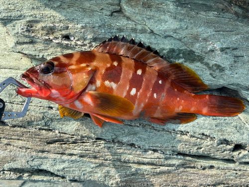 アカハタの釣果
