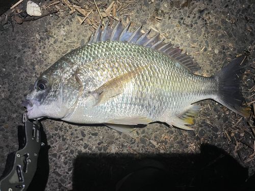 キビレの釣果