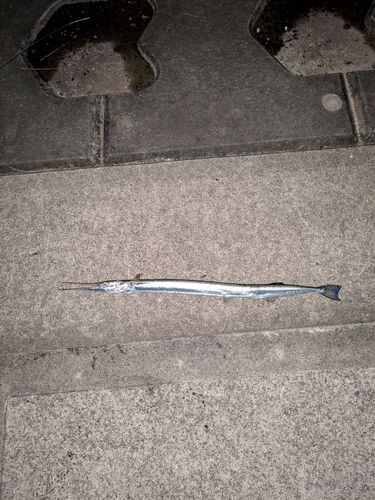 ダツの釣果