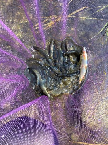アユの釣果
