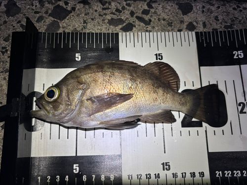 メバルの釣果