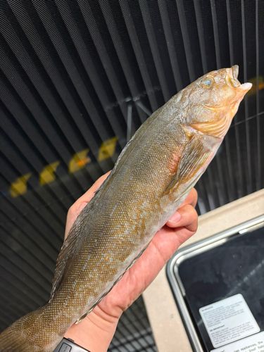 アイナメの釣果