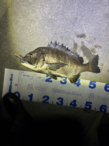 チヌの釣果