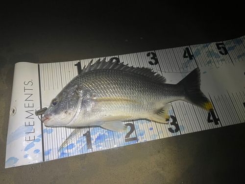 キビレの釣果