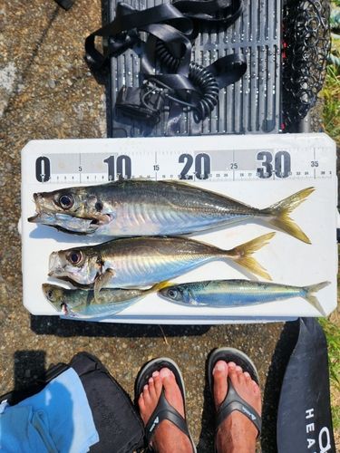 アジの釣果