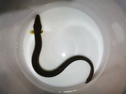 ウナギの釣果