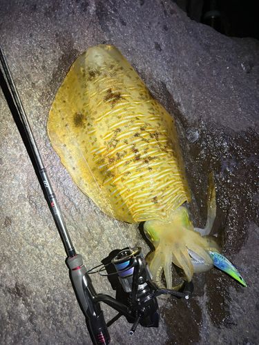 アオリイカの釣果
