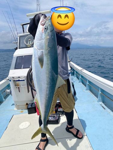ブリの釣果