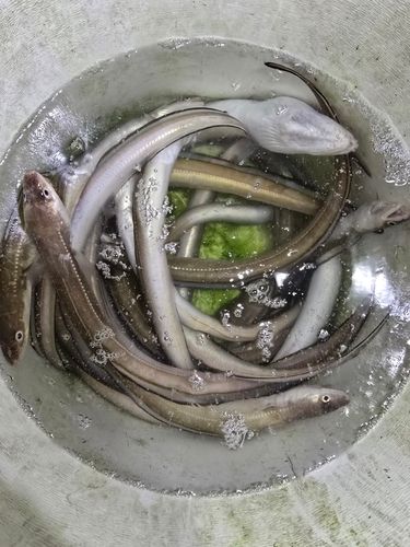 アナゴの釣果