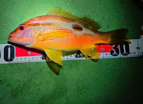 ヨコスジフエダイの釣果