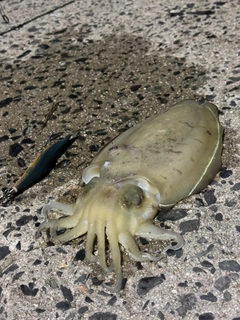 コウイカの釣果