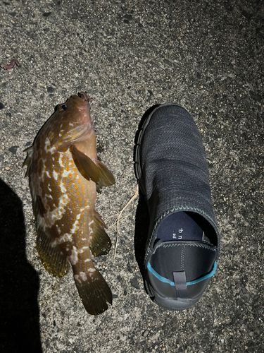 ガシラの釣果