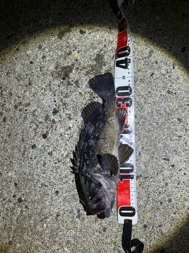 クロソイの釣果