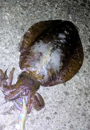 アオリイカの釣果