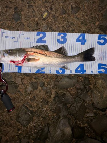 シーバスの釣果
